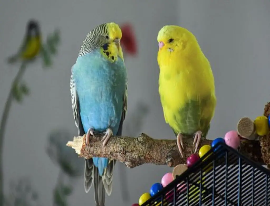 How To Keep Budgie Warm Keeping Budgies Cage Warm In Winter Raising