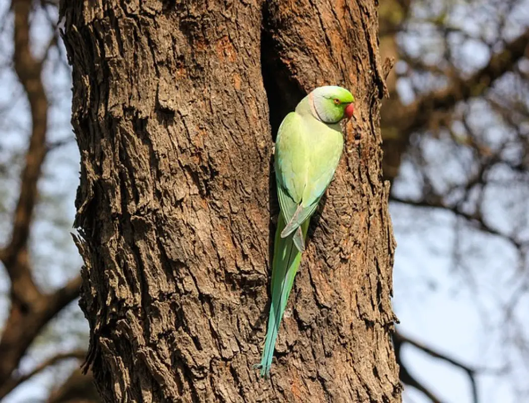 Where Do Parakeet Live Amazing Parakeet Natural Habitats Raising My Pets