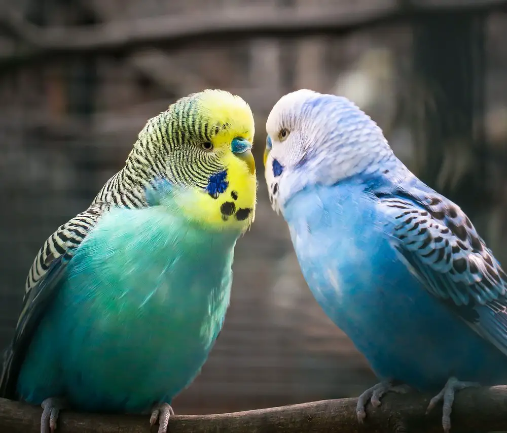 why-do-budgies-chirp-when-sleeping-9-reasons-explained-raising-my-pets