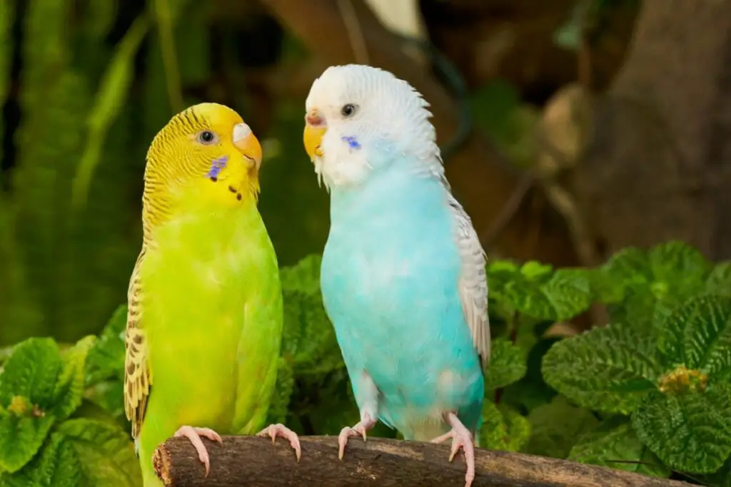 How Many Times Do Budgies Mate Before Laying Eggs? Surprising Facts ...