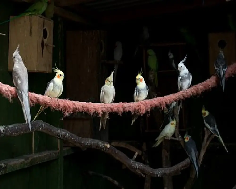 Do Cockatiels Get Along with Parakeets? | Can They Live Together