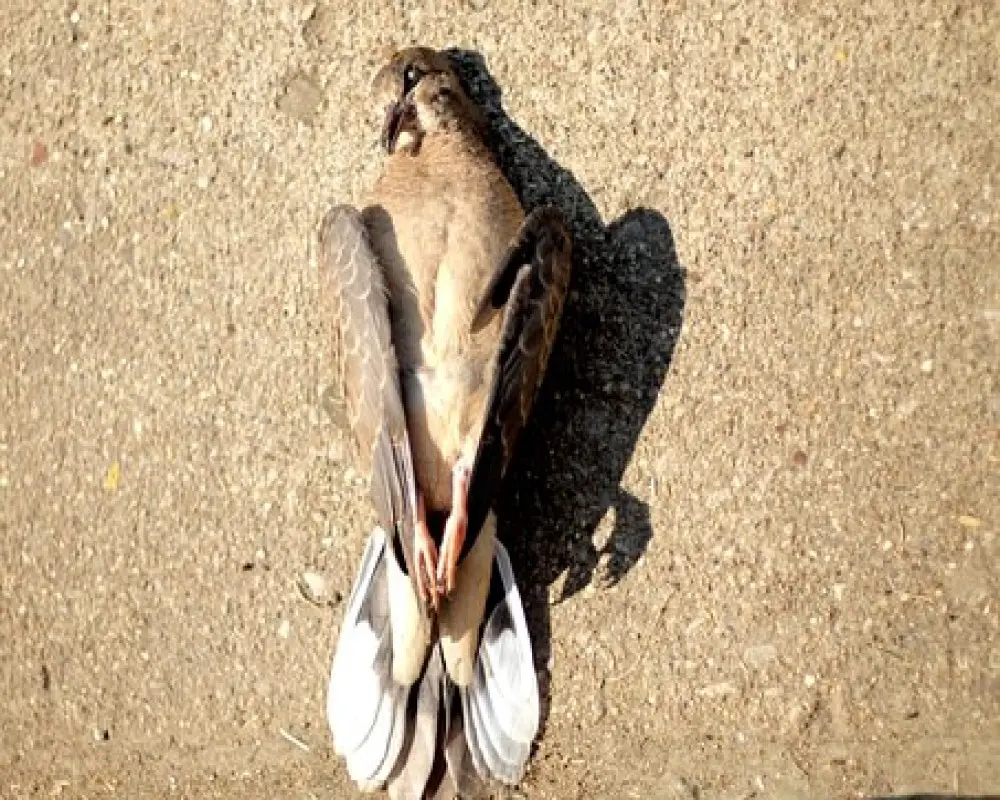 What Causes Bird To Die