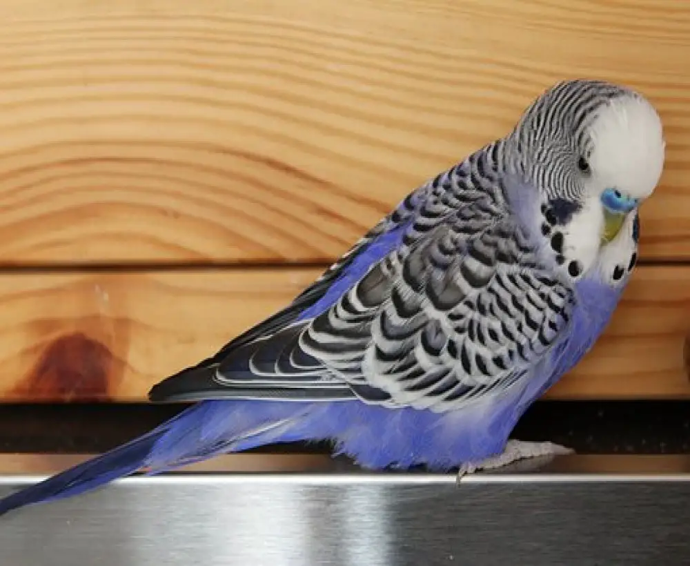 how-to-tell-the-gender-of-a-parakeet-petsmopolitan