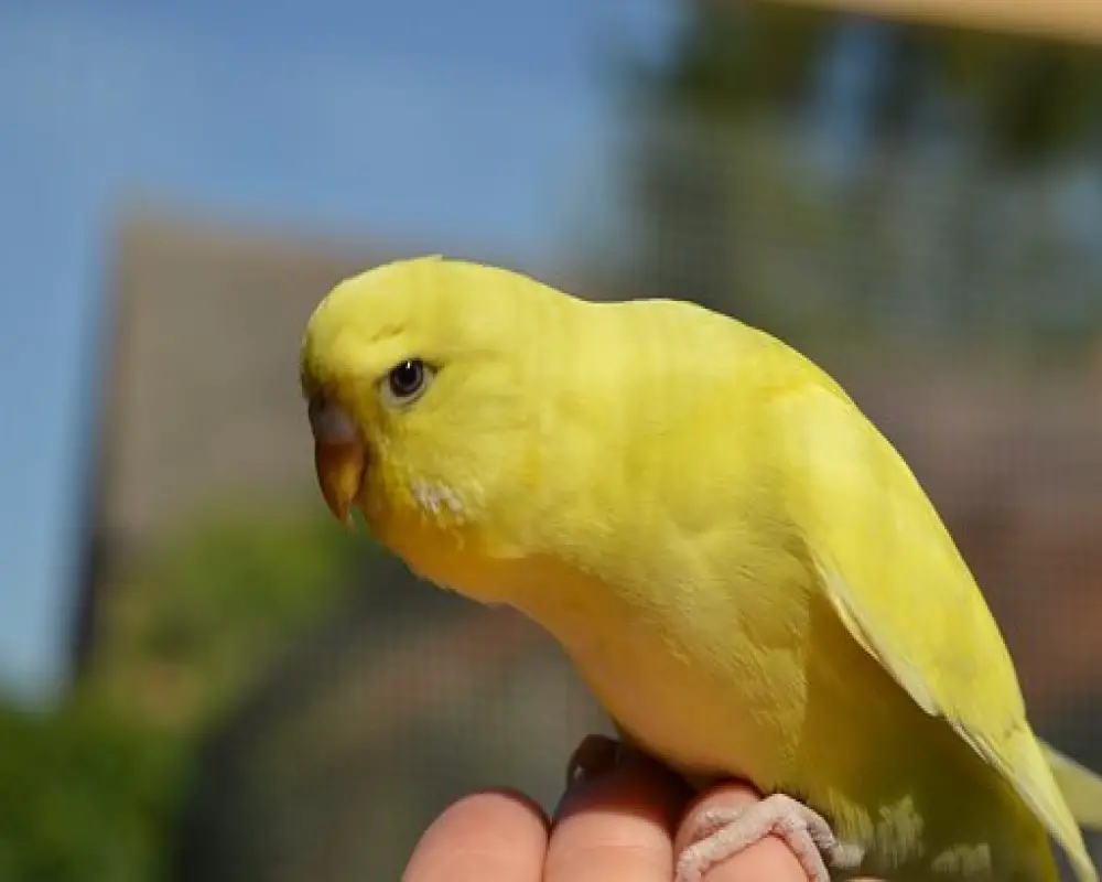 why-does-my-budgie-nibble-my-finger-is-it-a-good-thing-solved