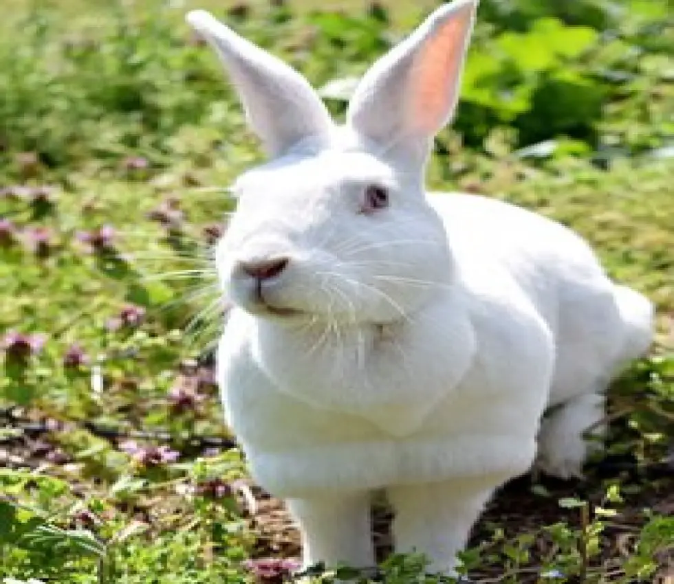 why-does-my-female-rabbit-have-a-double-chin-a-rabbit-dewlap