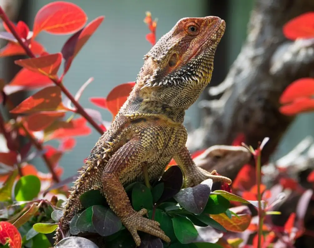 can-a-female-bearded-dragon-never-lay-eggs-what-you-need-to-know