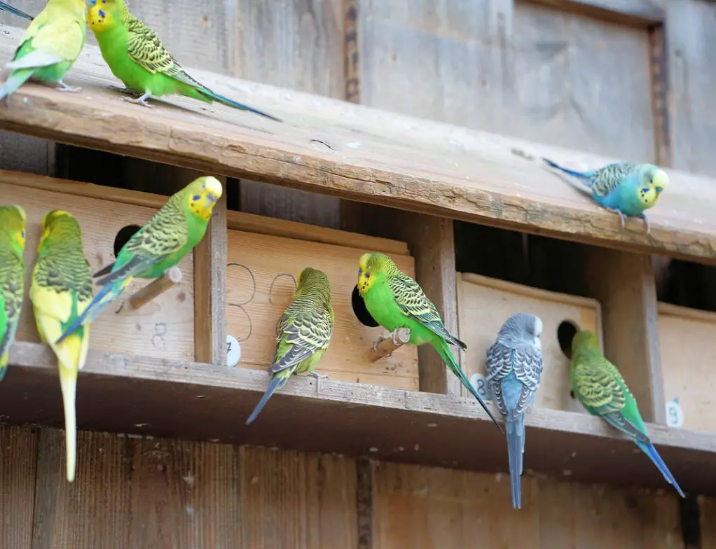 Do Budgies Poop a Lot? (What an Unhealthy Bird Poop Look Like ...