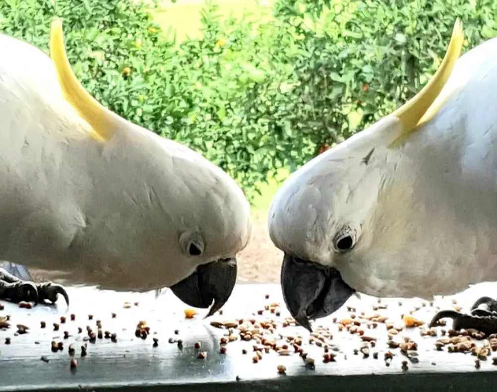 what-are-the-little-black-bugs-in-my-bird-seed-what-is-causing-them