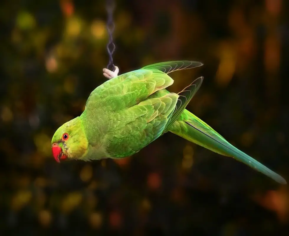 Can Bird Fly Without Tail Feathers? | Why Do Birds Need Tail Feathers