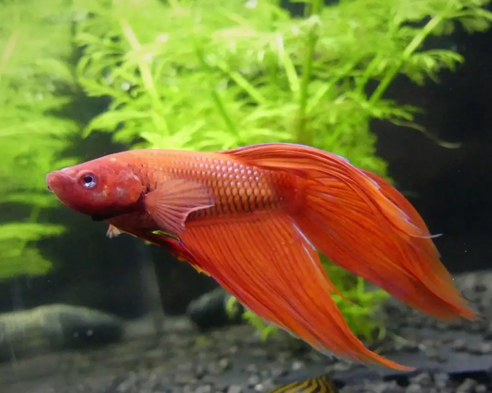 how-many-days-can-a-betta-go-without-food-surprising-facts-raising