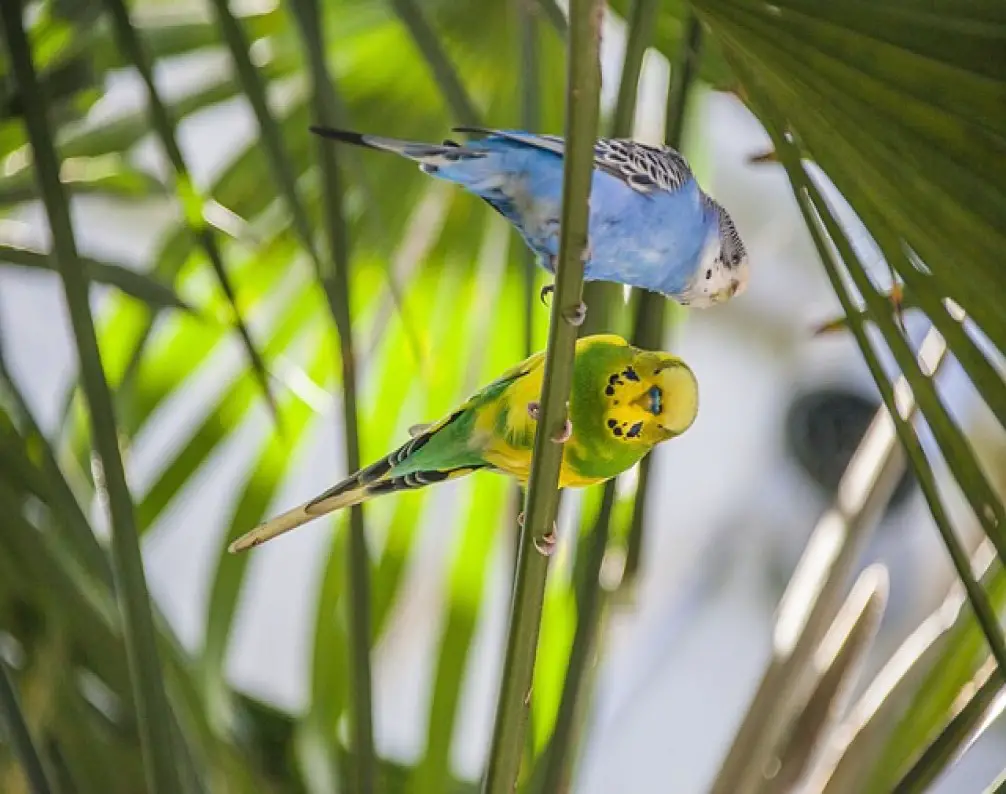 How To Clip Birds Wings At Home