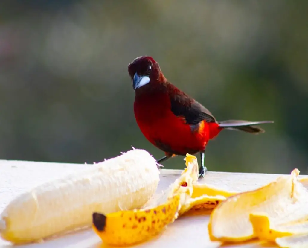 Can Birds Eat Banana Peels? | Do Birds Eat Bananas? (Solved!) - Raising