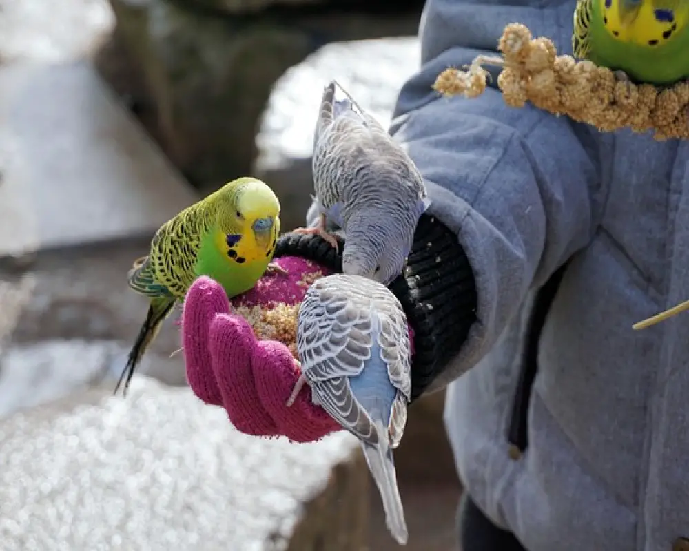 Can Budgies Eat Cockatiel Food? (What Budgies & Cockatiels Like to Eat