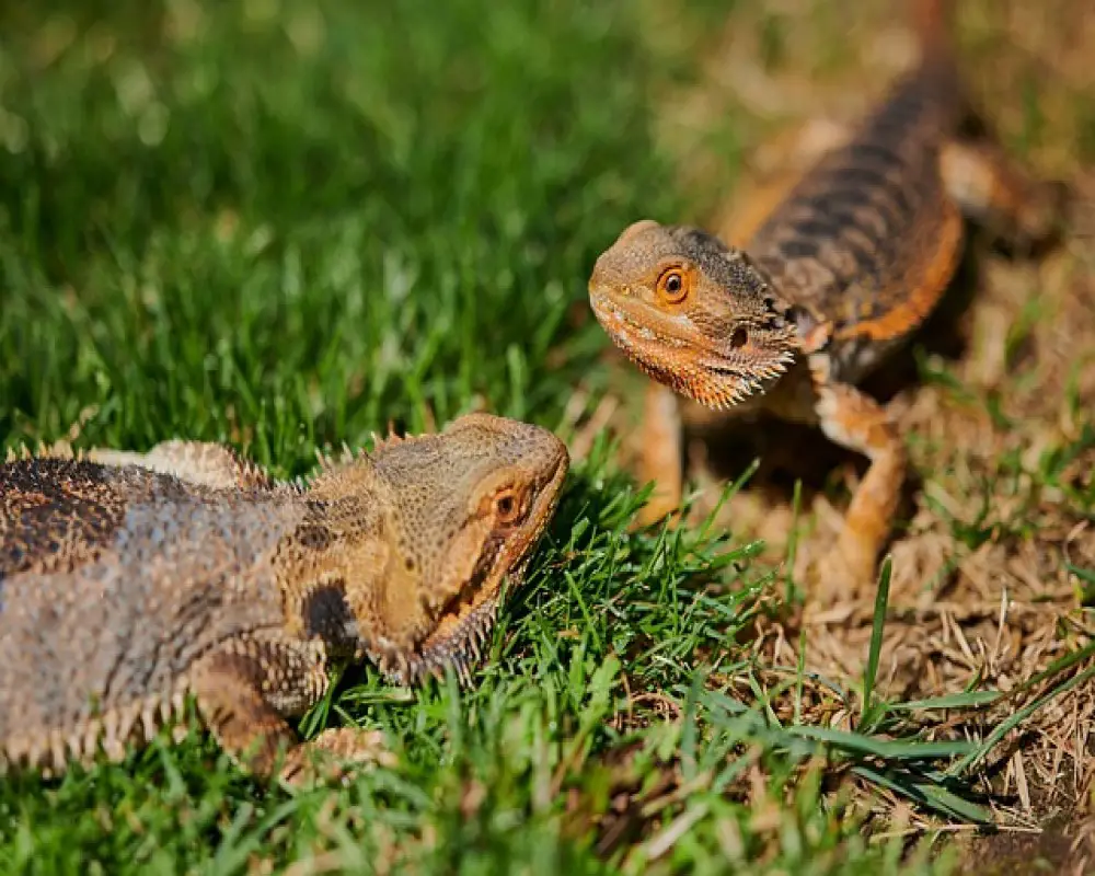 Can Two Bearded Dragons Live Together? Hidden Truth You Need to Know