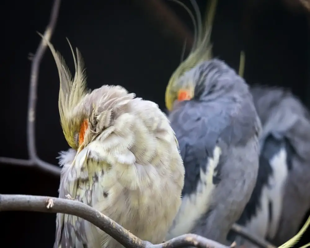 Signs Of Illness In Cockatiels | Common Diseases In Cockatiels ...