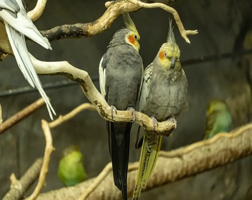 What Birds Do Cockatiels Get Along With? | 10 Best Companions - Raising