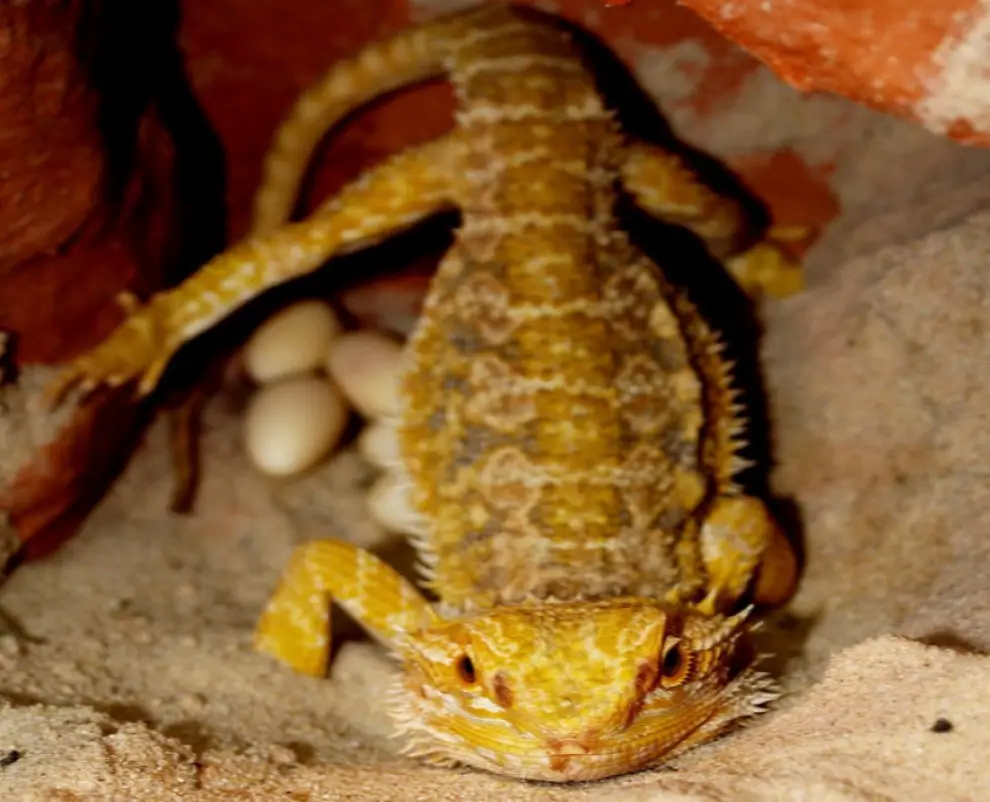 when-do-bearded-dragons-lay-eggs-all-you-need-to-know-during-egg