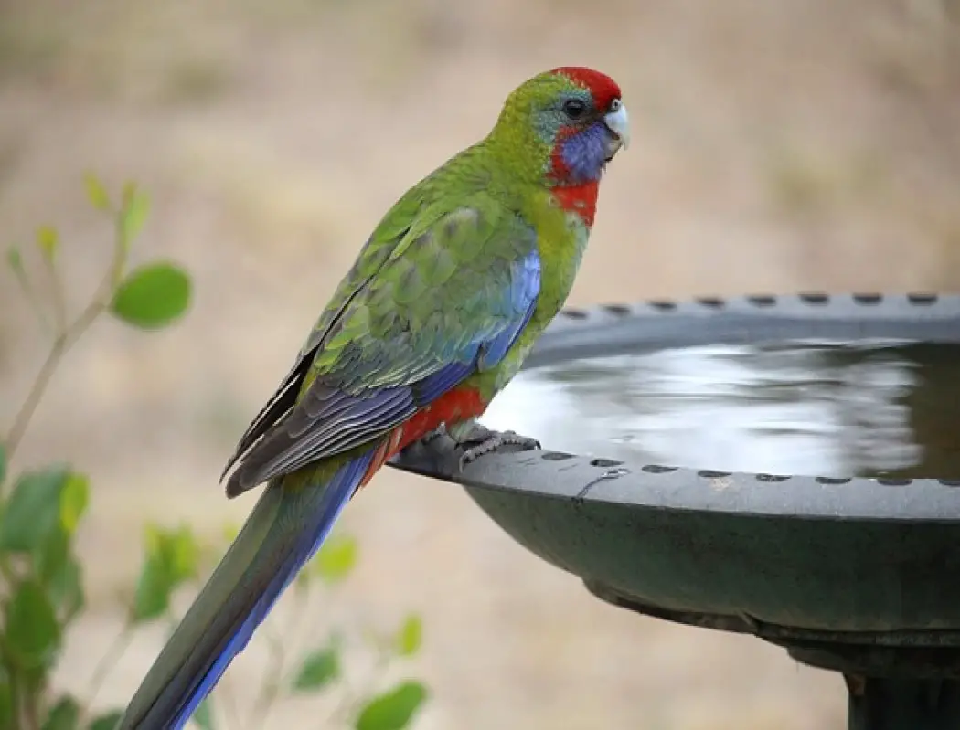 Best Bird Bath 7 Best Bird Baths You Should Consider Raising My Pets   Best Bird Bath 7 Best Bird Baths You Should Consider 