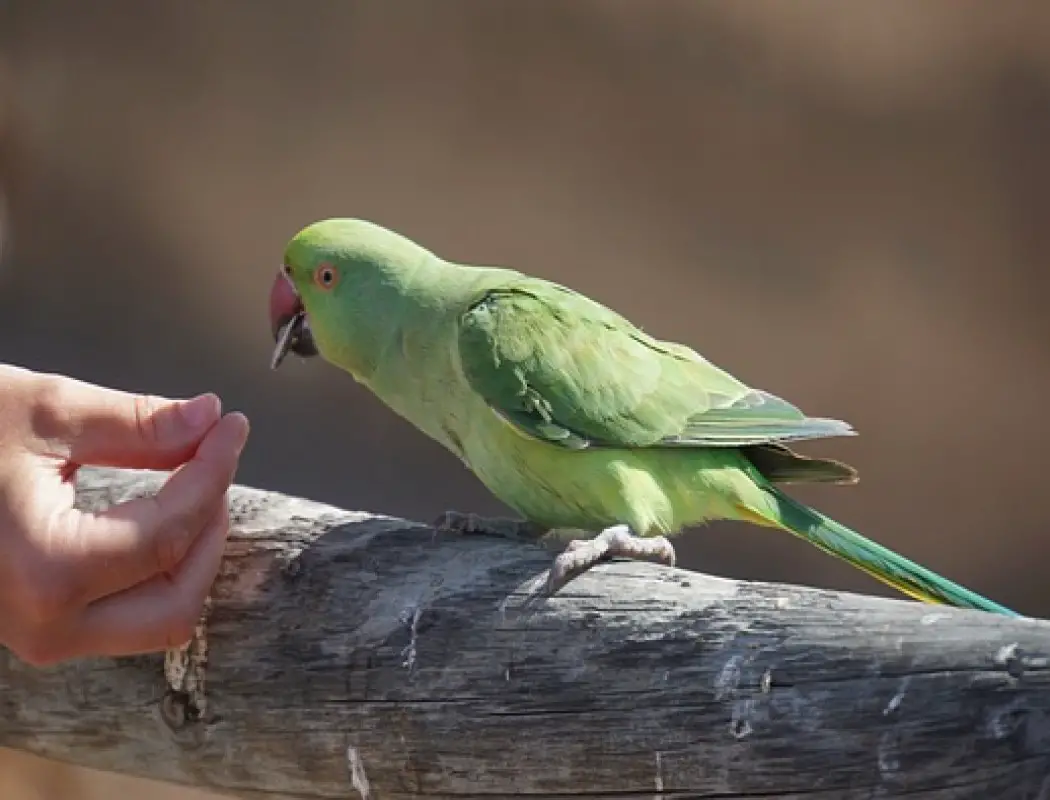 Can Birds Eat Roasted Sunflower Seeds? If Yes, What Are the Benefits