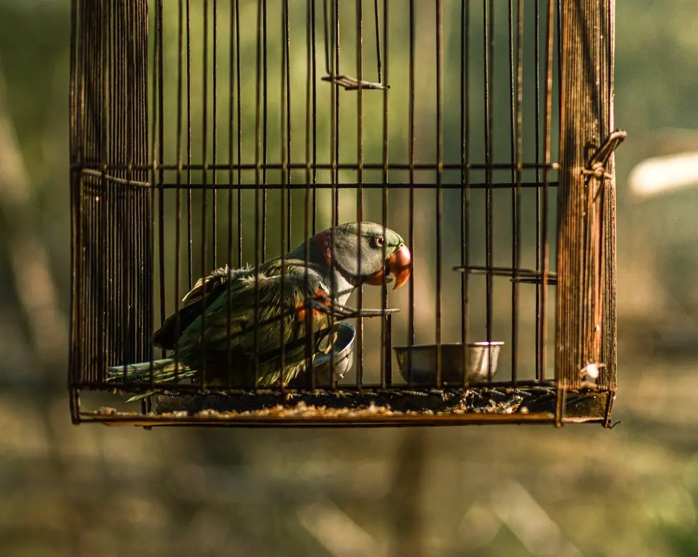 Can Budgies Eat Chicken? And What Can Budgies Not Eat? (Solved