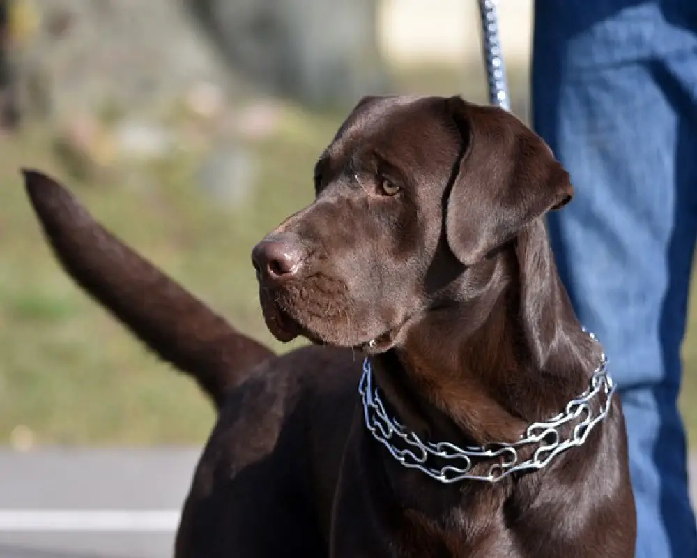 Can Choke Collars Hurt Dogs? What to Know About Choke Collars Raising