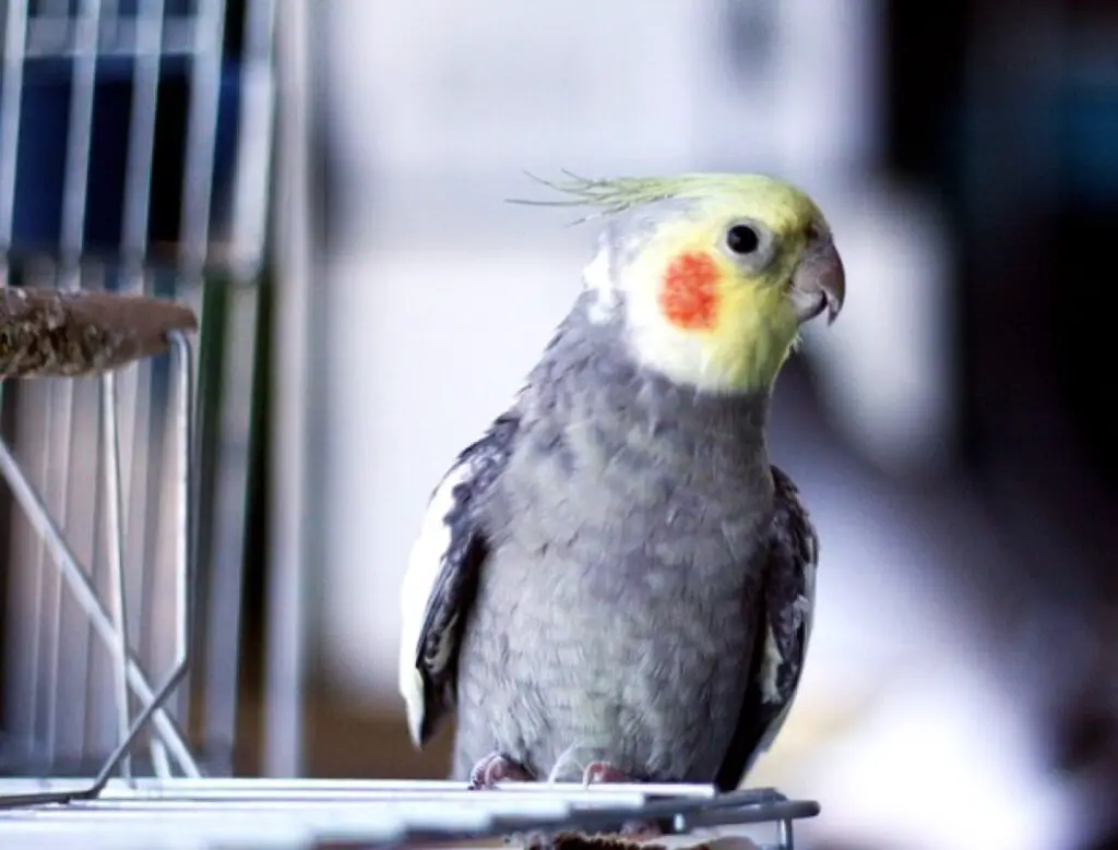 Do Cockatiels Get Lonely? Should They Be Kept in Pairs? - Raising My Pets