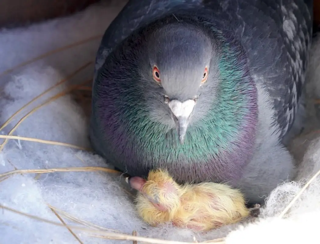 Do Male Pigeons Sit on Eggs? Pigeon Nesting Habits (Explained