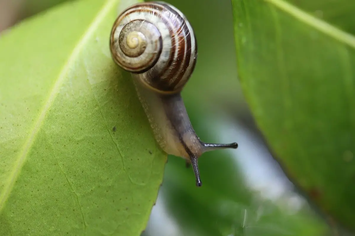 Do Snail Lay Eggs? Unveiling the Fascinating Reproductive World of ...