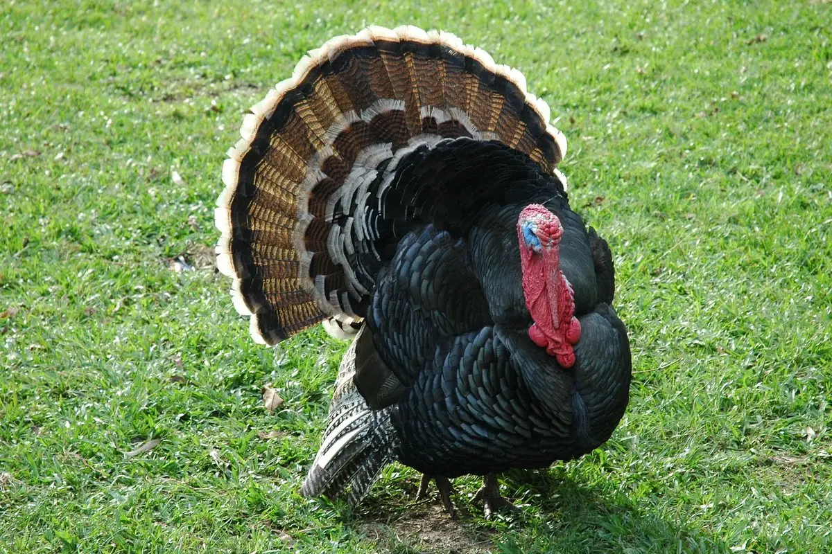 Do Turkeys Lay Eggs? Exploring the Fascinating World of Turkey ...