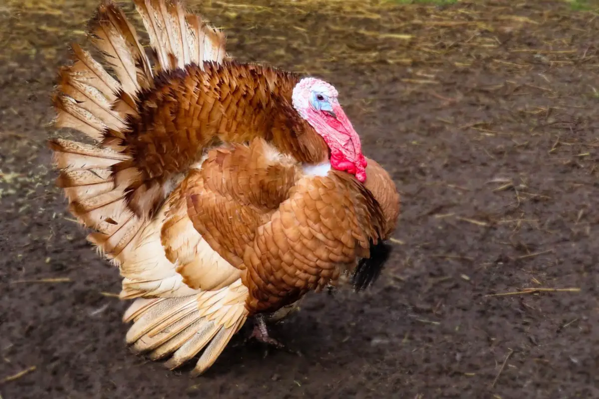 How Often Do Turkeys Lay Eggs? A Closer Look at Turkey Egg Production ...