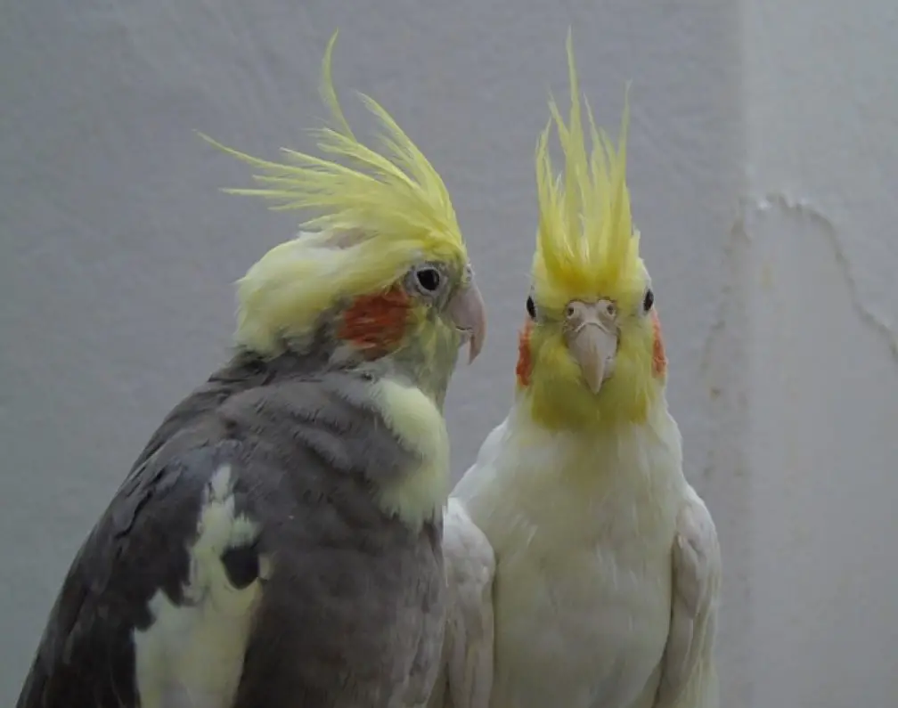 How to Know If a Cockatiel Is Male or Female | What Is the Difference ...