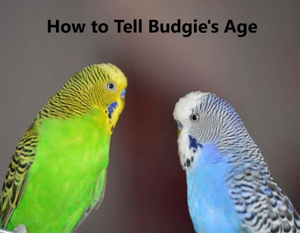 How to Tell How Old a Budgie Is | 7 Easy Ways to tell Budgies Age ...