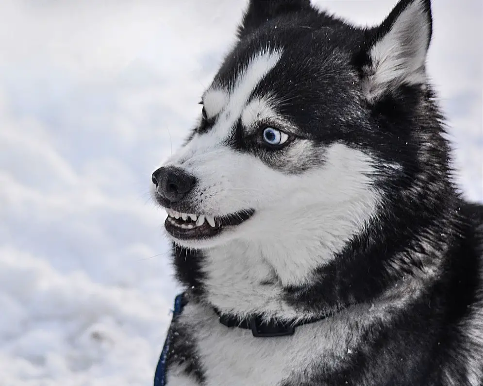 How to Train a Husky Not to Bite Tricks to Stop Husky From Biting Raising My Pets