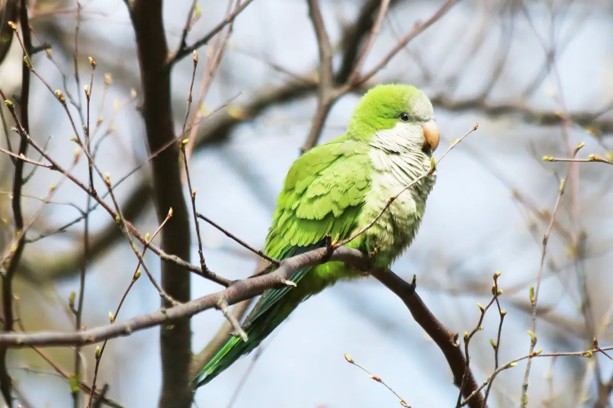 Lifespan of a Quaker Parrot | A Comprehensive Guide - Raising My Pets