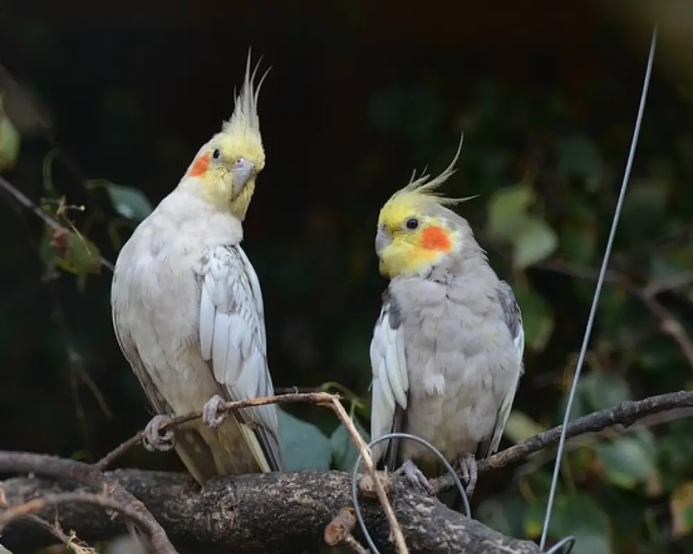 Things to Know About Cockatiels | All About Cockatiels Explained ...