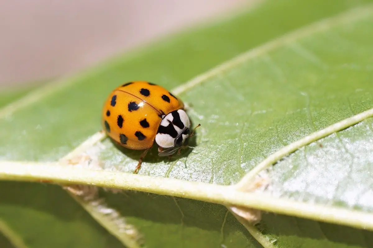 what-does-it-mean-when-a-ladybug-lands-on-you-solved-raising-my-pets