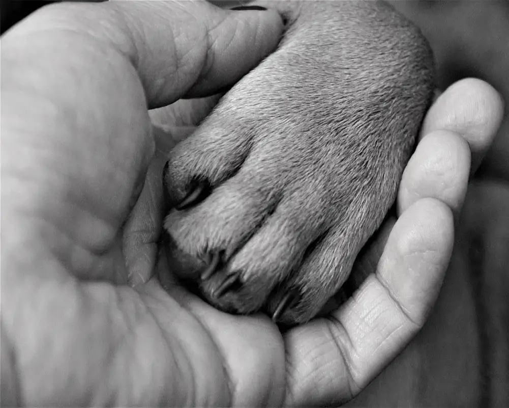 Why Don't Dogs Like Their Paws Touched? (7 Reasons Why) Raising My Pets