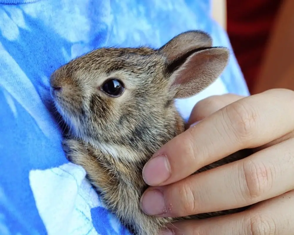 What Do Rabbits Think About? (Rabbit Facts That Will Surprise You ...