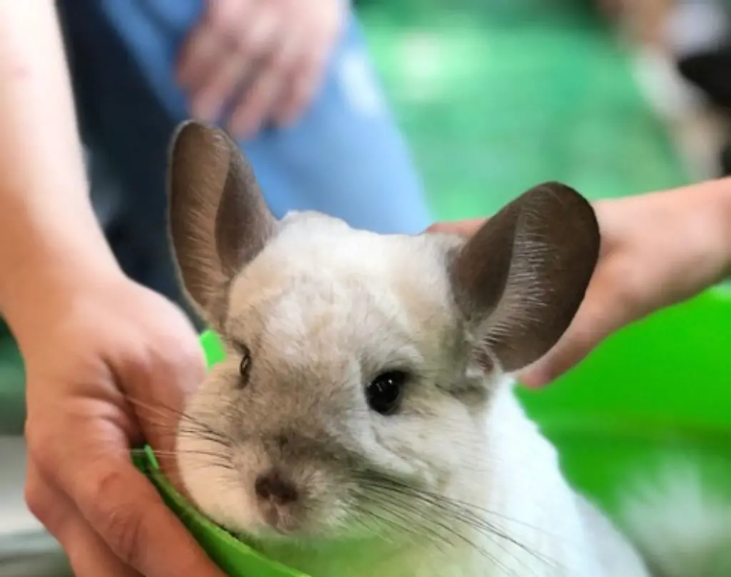 why-does-my-chinchilla-squeak-when-i-pet-him-explained-raising-my