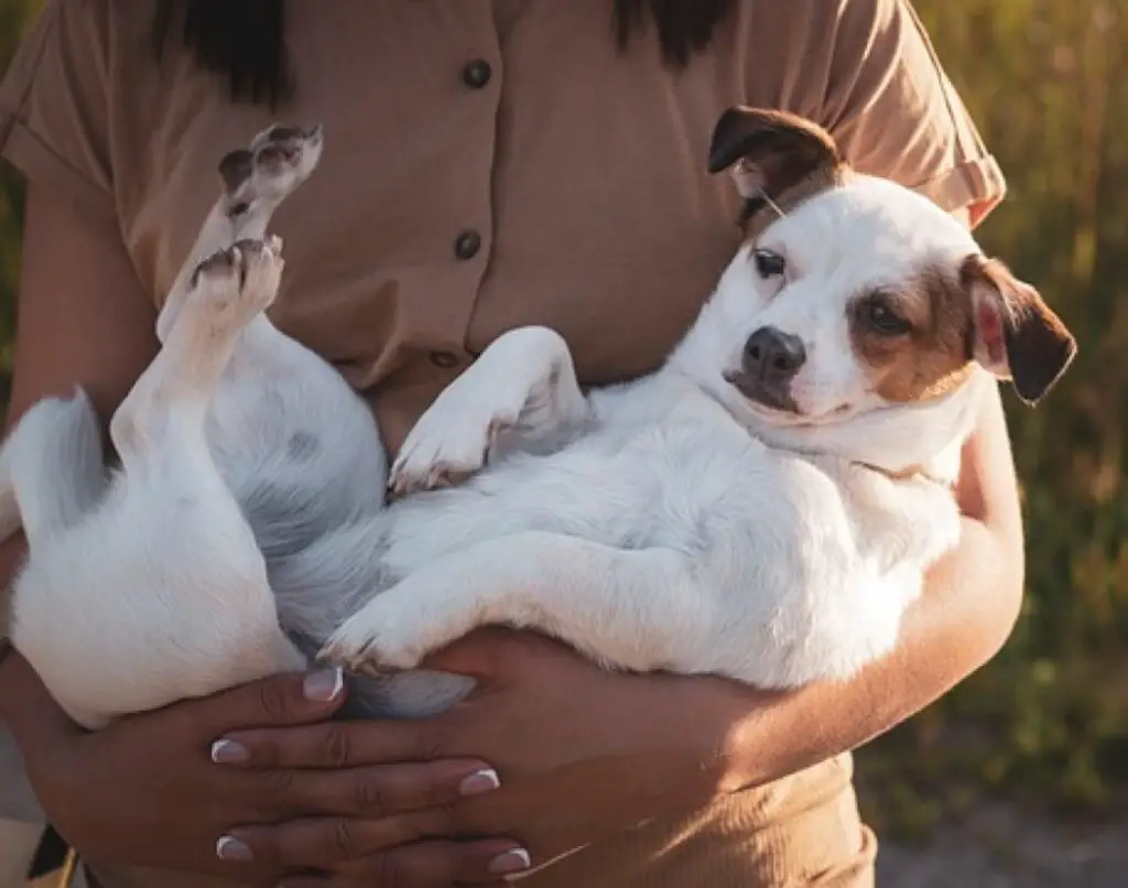 Why Does My Dog Rub His Back Against Me? (8 Surprising Reasons