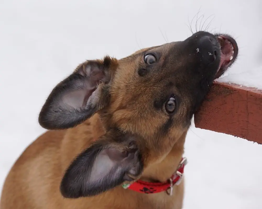 why-does-puppy-bite-so-much-how-to-stop-puppy-from-biting-raising-my