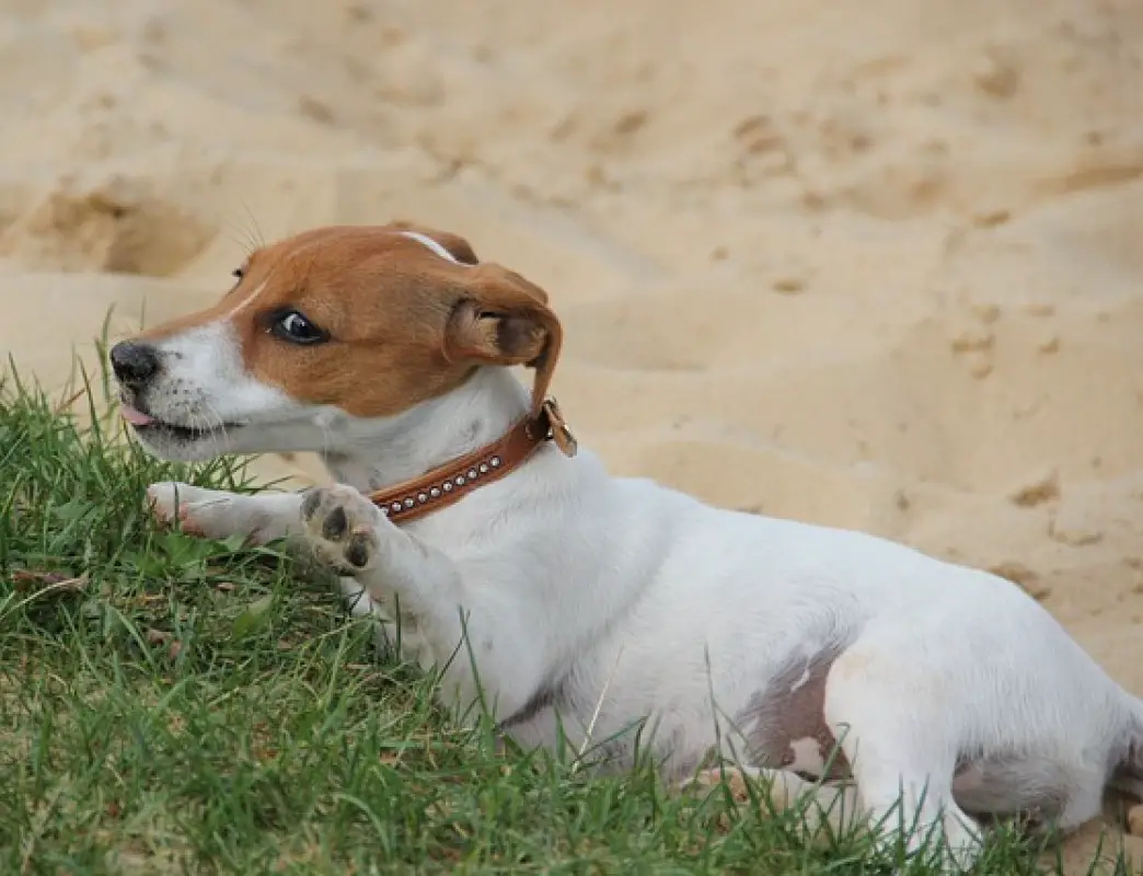 why-is-my-dog-biting-his-foot-causes-how-to-stop-it-raising-my-pets