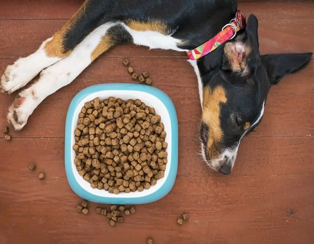 why-is-my-dog-not-eating-his-food-possible-causes-the-best-solution