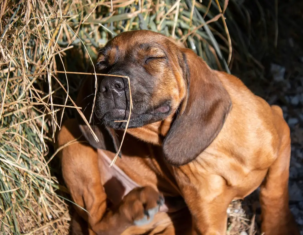 Why Is My Puppy Biting His Leg? Dog Chewing on Its Legs? (Solved