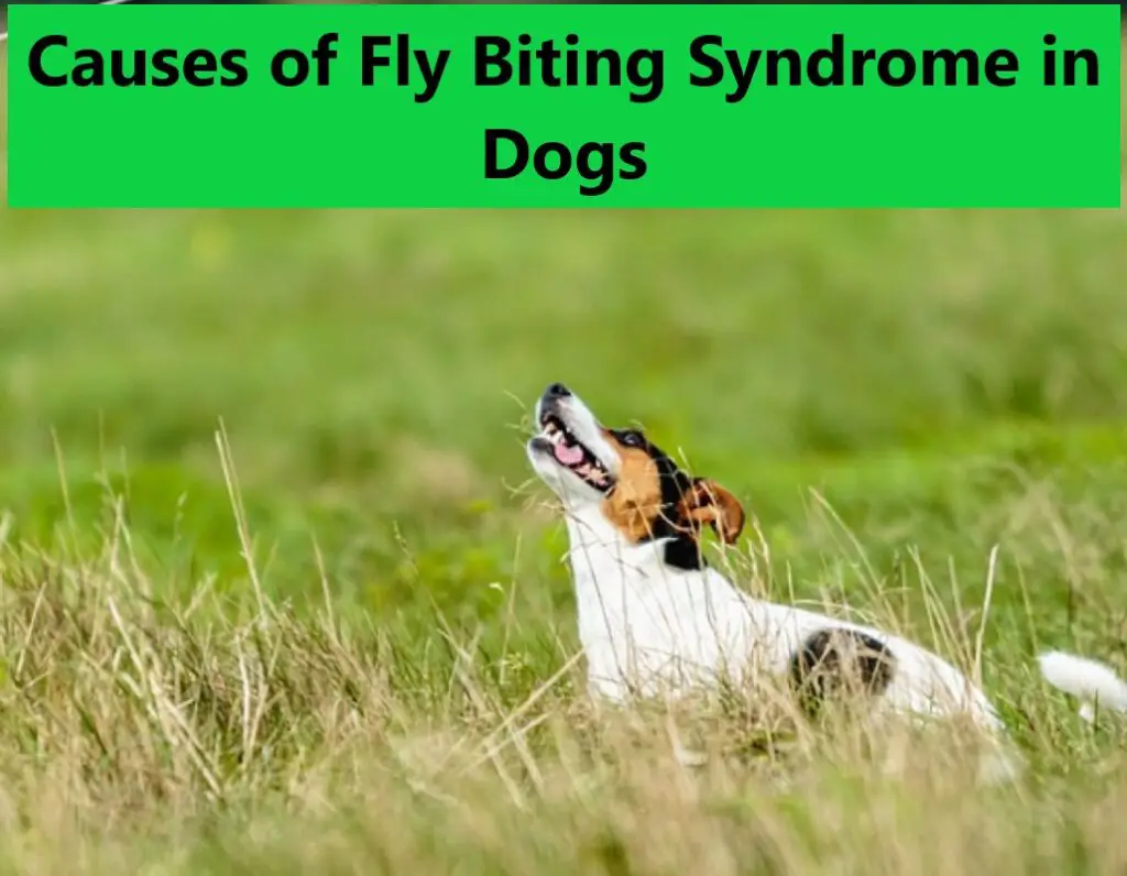 what-causes-fly-biting-syndrome-in-dogs-facts-behind-dog-s-fly-biting