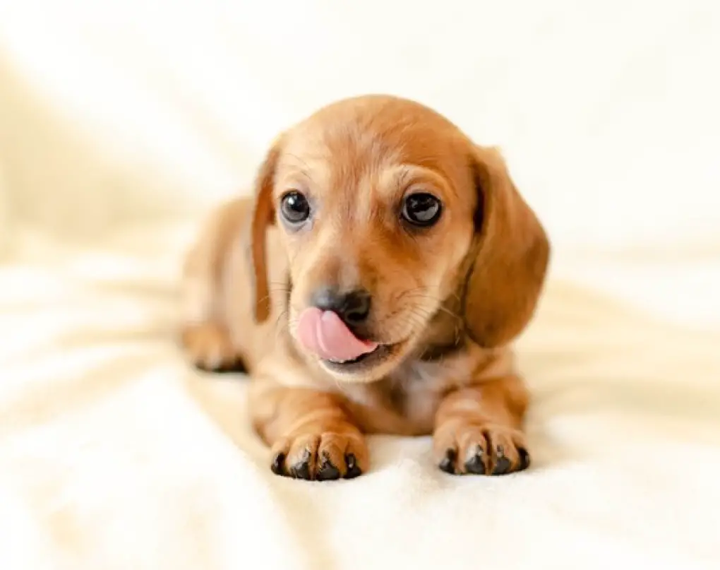 why-is-my-dog-licking-his-lips-10-possible-reasons-explained